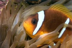 Clown fish from the philippines taken with the 105 macro ... by Viora Alessio 